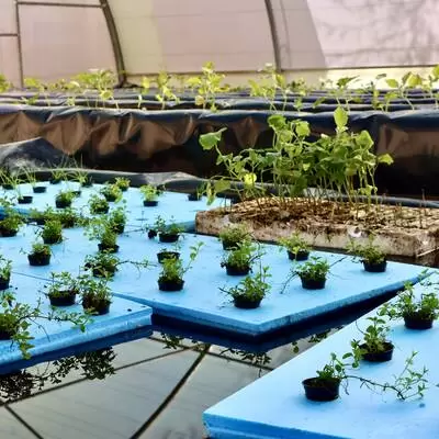 	Greenhouse Rehabilitation Program